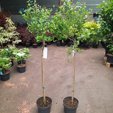 Syringa bloomerang 'Pink Parfume'