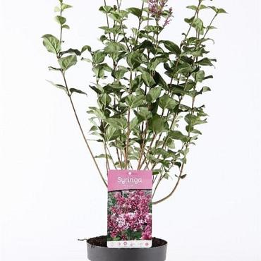 Syringa 'Josée'