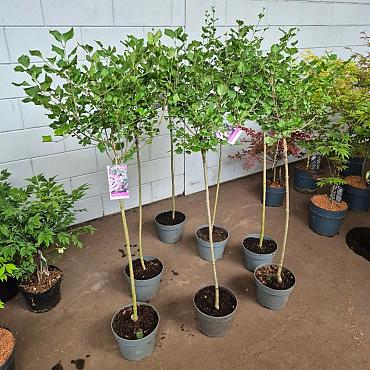 Syringa meyeri 'Palibin'