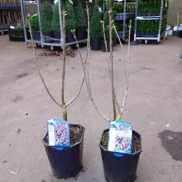 Syringa v. 'Michel Buchner'