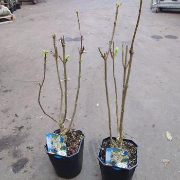 Syringa v. 'Mme Florent Stepman'