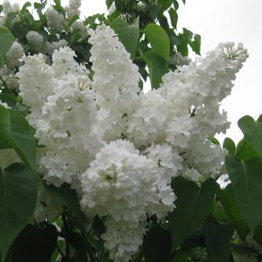 Syringa v. 'Mme Florent Stepman'