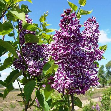 Syringa v. 'Sensation'