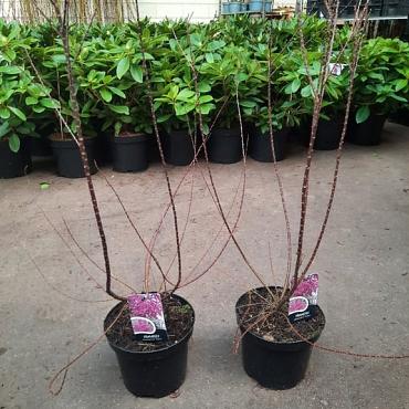 Tamarix ramosissima 'Rubra'