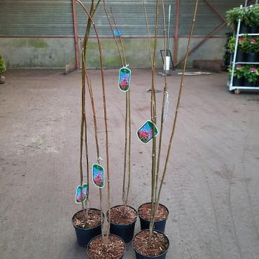 Toona sinensis 'Flamingo'