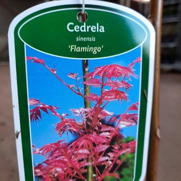 Toona sinensis 'Flamingo'