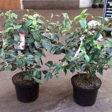 Viburnum 'Eskimo'