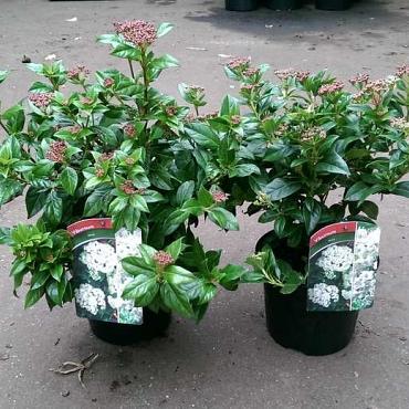 Viburnum tinus