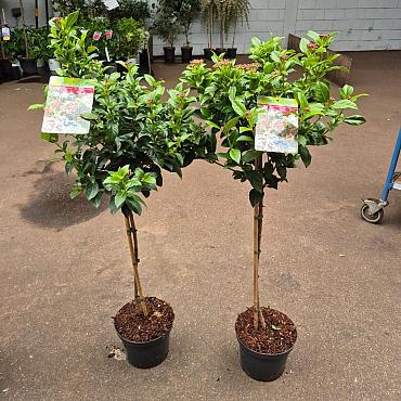 Viburnum tinus