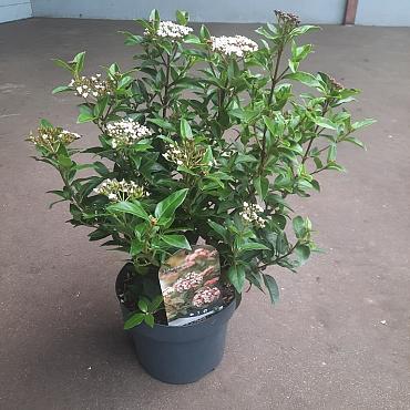 Viburnum tin. 'Eve Price'