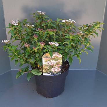 Viburnum tin. 'Eve Price'