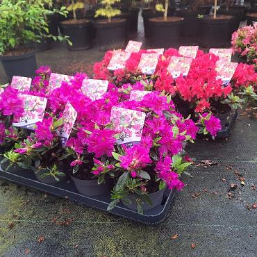 Azalea japonica in Cultivars