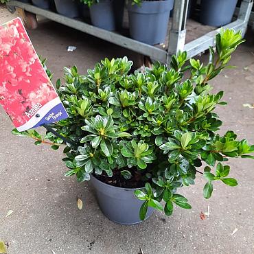 Azalea japonica in Cultivars