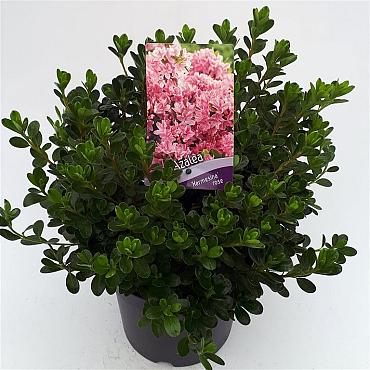 Azalea japonica in Cultivars