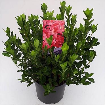 Azalea japonica in Cultivars