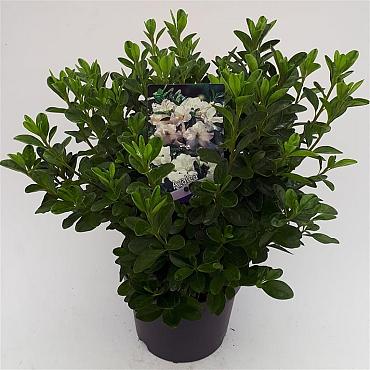 Azalea japonica in Cultivars