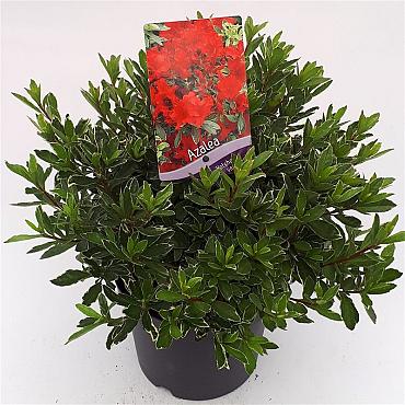 Azalea japonica in Cultivars