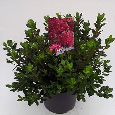 Azalea japonica in Cultivars