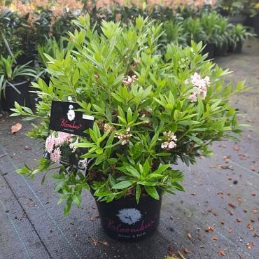 Rhododendron 'BloomBux'