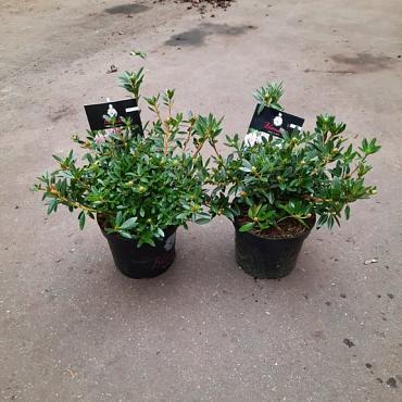 Rhododendron 'BloomBux'