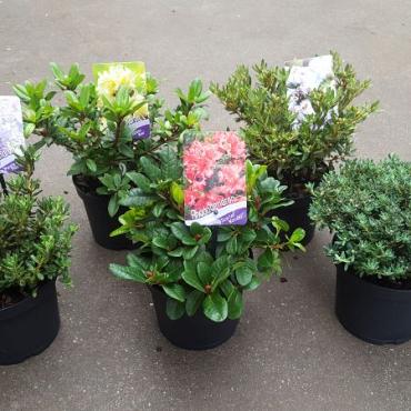 Rhododendron dwarf growing cultivars