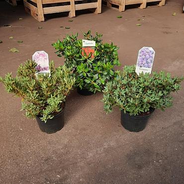 Rhododendron dwarf growing cultivars