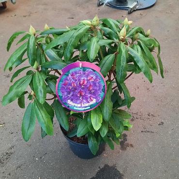 Rhododendron 'Marcel Menard'