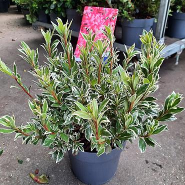 Rhododendron (AJ) 'Silver Sword'