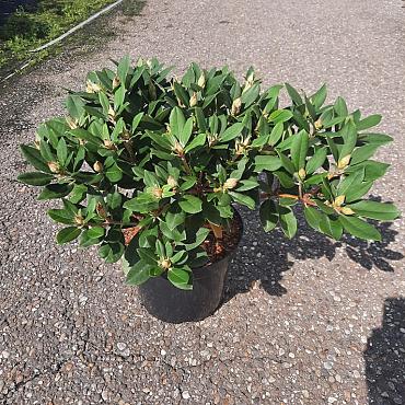 Rhododendron Yakushimanum Hybrids