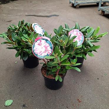 Rhododendron yakushimanum