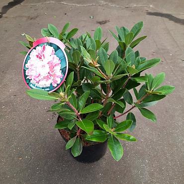 Rhododendron yakushimanum