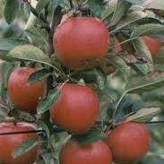 Malus d. 'Braeburn'