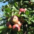 Malus d. 'Bramley's Seedling'