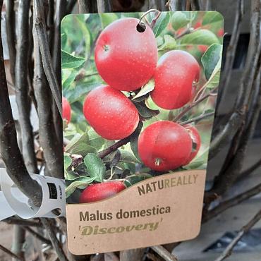 Malus d. 'Discovery'