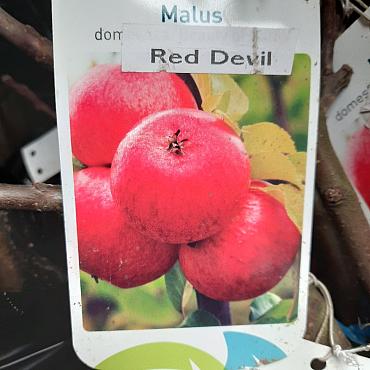 Malus d. 'Red Devil'
