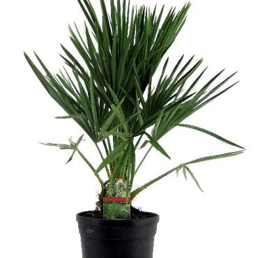 Chamaerops humilis