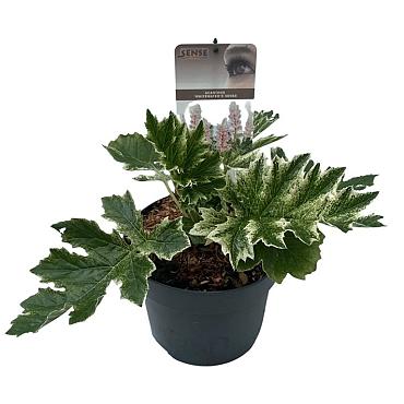 Acanthus 'Whitewater'