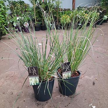 Cortaderia s. 'Pumila'