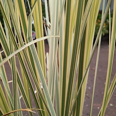 Cortaderia s. 'Splendid Star'