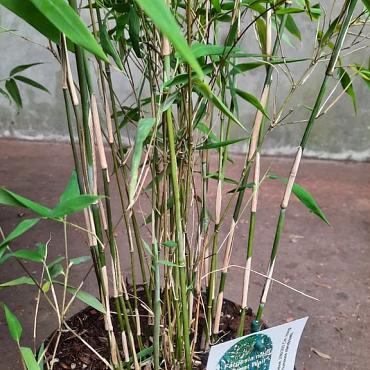 Fargesia nitida 'Great Wall'