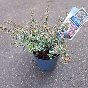 Abelia grandifl. Magic Daydream