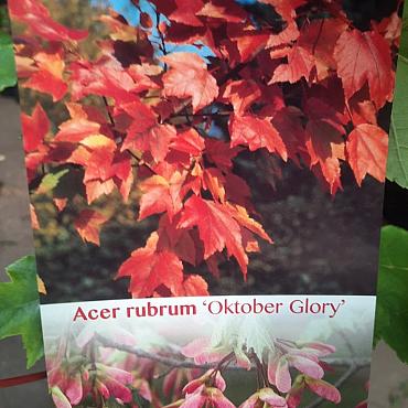 Acer rubrum 'October Glory'