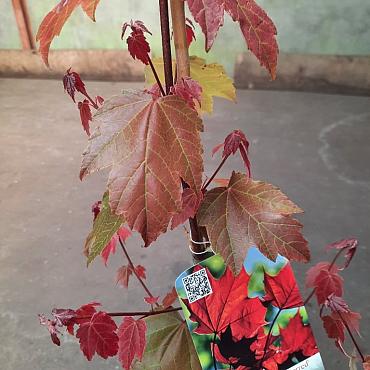 Acer rubrum 'Summer Red'