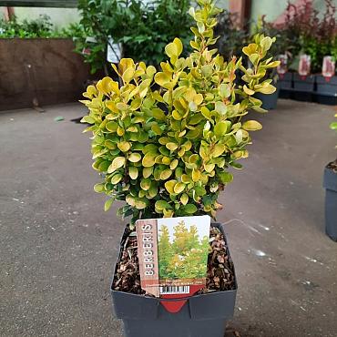 Berberis thunb. 'Golden Rocket'