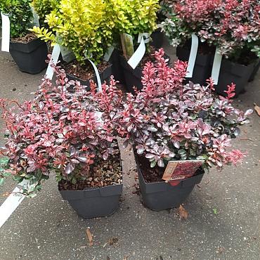 Berberis thunb. 'Inspiration'