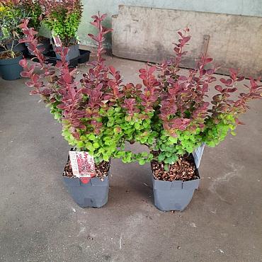 Berberis thunb. 'Orange Rocket'