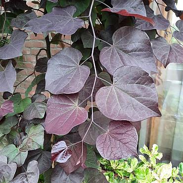 Cercis canadensis 'Ruby Falls'