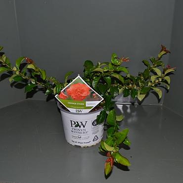 Chaenomeles spec. 'Orange Storm'