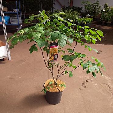 Cladrastis kentukea