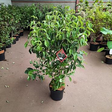 Cornus kousa chinensis